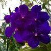 roseblue07